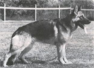 Zilli von Batu Zilli von Batu