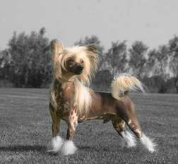 Happy Dancing Ozzy Osbourne Happy Dancing Ozzy Osbourne