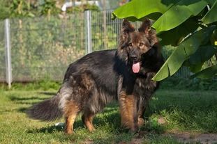 Gwenn vom schwarzen Baron Gwenn vom schwarzen Baron