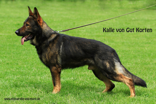 Kalle von Gut Korten Kalle von Gut Korten
