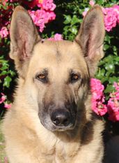 Leila SZ-R 20000028 (Kröger) Leila SZ-R 20000028 (Kröger)