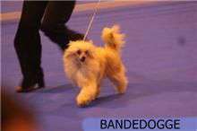 Size Xxl De Bandedogge Size Xxl De Bandedogge