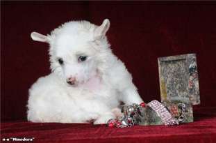 Olgushka Snowwhite Star Minodora Olgushka Snowwhite Star Minodora