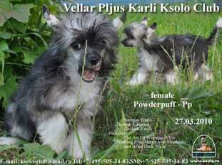 Vellar Pljus Karli Ksolo Club Vellar Pljus Karli Ksolo Club