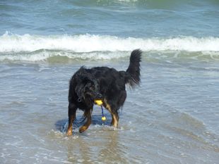 Hexe ex Canis Lupus Hexe ex Canis Lupus
