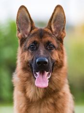 Bellatrix von Nifelsheim Bellatrix von Nifelsheim