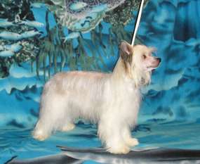 Alesia Crested Dare Alesia Crested Dare