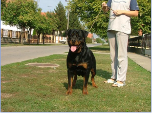 Destimona German Blood Line Destimona German Blood Line