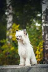 Star Dynasty Anabel Gorgeous Star Dynasty Anabel Gorgeous
