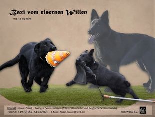 Baxi (Zeisel) Baxi (Zeisel)