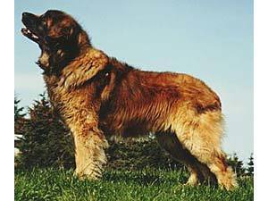 Amasoneland's Private Dancer Amasoneland's Private Dancer