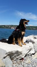 Bora grofje Celjski Bora grofje Celjski
