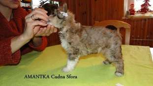 Amantka Cudna Sfora Amantka Cudna Sfora