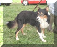 Shepherd's companion Lad Shepherd's companion Lad