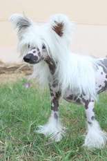 Be Laksmi De Le Chien Bourjois Be Laksmi De Le Chien Bourjois