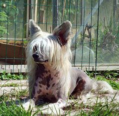 Mundiz Gandalf Mundiz Gandalf