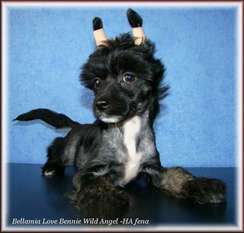 Bellamia Love Bennie Wild Angel Bellamia Love Bennie Wild Angel