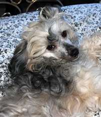 Pets High Giorgio Beverly Hills Pets High Giorgio Beverly Hills