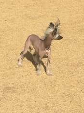 Whatadog Catch Her In Busch Stadium Whatadog Catch Her In Busch Stadium