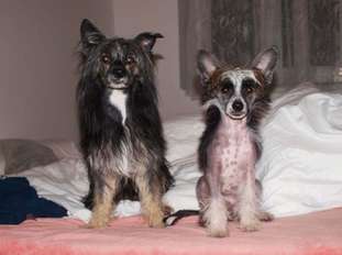 Belfio Love Bennie Wild Angel Belfio Love Bennie Wild Angel
