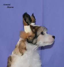 Armani Sharm Bosom Friend Armani Sharm Bosom Friend