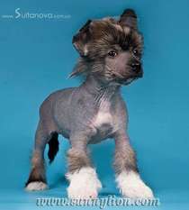 Sunny Lion Elisey Zarskiy Syn Sunny Lion Elisey Zarskiy Syn