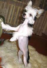 Ognenny Lotos Babetta Black Ognenny Lotos Babetta Black
