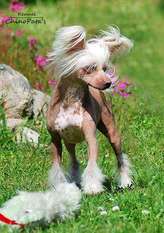 Chinopata's Exclusive Nudity Chinopata's Exclusive Nudity