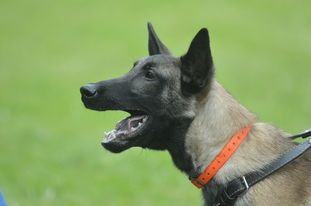 Button Dorus Canis Button Dorus Canis
