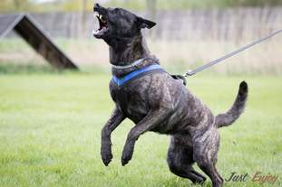 Eddy Fly Dogs Attak Eddy Fly Dogs Attak