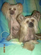 Orero Lovely Viggo Aragon Orero Lovely Viggo Aragon