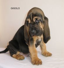 Gigolo z Podjeřmanské skály Gigolo z Podjeřmanské skály