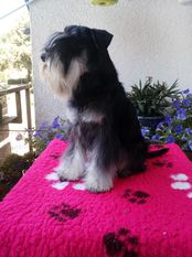 Boomer von den Silberzwergen Boomer von den Silberzwergen