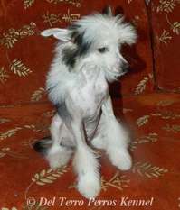 Del Terro Perros Bugatti Galiber Del Terro Perros Bugatti Galiber