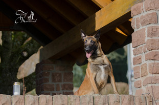 Belfast Force Canina Belfast Force Canina
