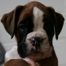 Ibsen vom Rottland Ibsen vom Rottland