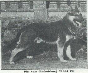 Pitt vom Michelsberg Pitt vom Michelsberg