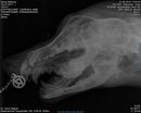 Denny_Malinois_2018-06-01_17-04-53_Zaehne.jpg