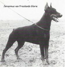 Jeronimus van Frieslands Glorie (nokko) Jeronimus van Frieslands Glorie (nokko)