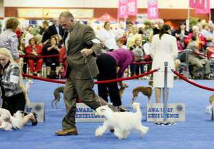 Gch Dreamstar's Nasty Burnout Barney Gch Dreamstar's Nasty Burnout Barney