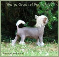 George Clooney Of Roxy's Pride George Clooney Of Roxy's Pride