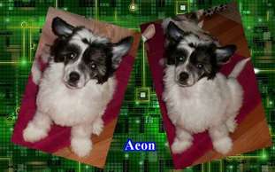 Little Cc Pony's Aeon Little Cc Pony's Aeon