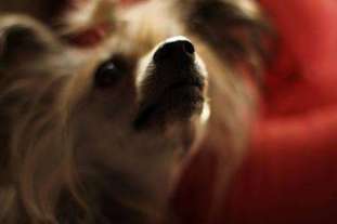Scherzando Madame Cholet Scherzando Madame Cholet