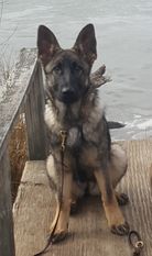 Elle vom Starken Hund Elle vom Starken Hund