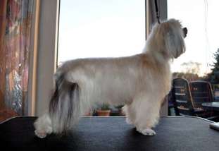 Butterfly Pony Dog Butterfly Pony Dog