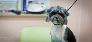 Dogland Happy Uinny Dogland Happy Uinny