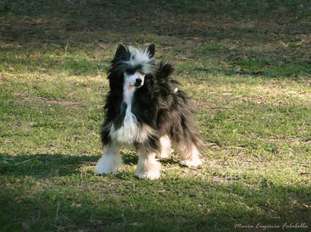 Papillon Falazairroo Papillon Falazairroo