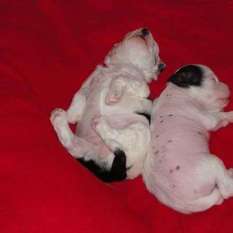 Twink/vinnie Puppies Twink/vinnie Puppies