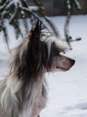 Forseti's Gentle Breeze Forseti's Gentle Breeze