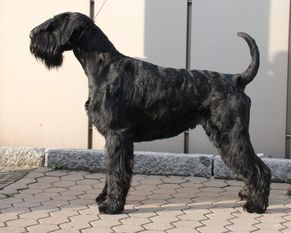Arthur vom Schwanenteich Arthur vom Schwanenteich